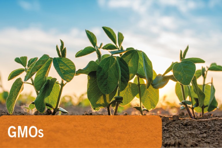 Amar GMO Testing Kits