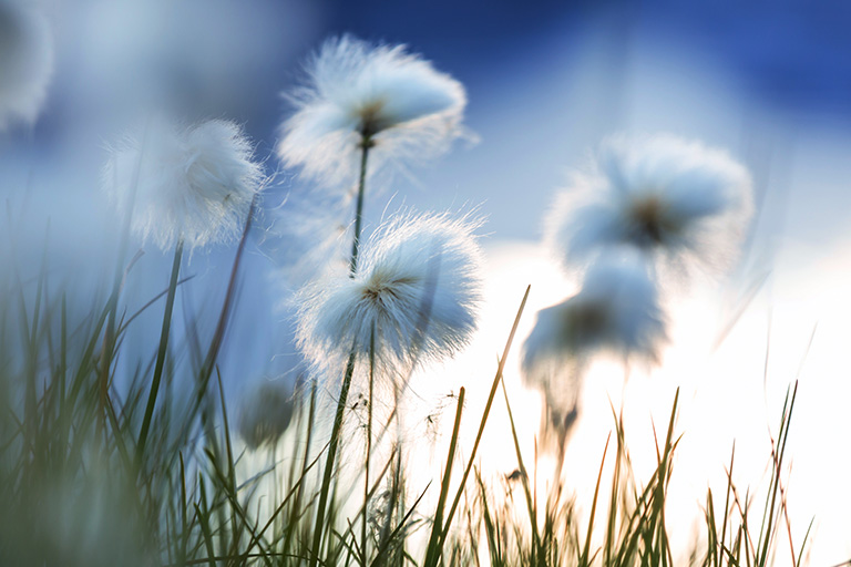 Hygiene, Paper & Pulp